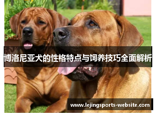 博洛尼亚犬的性格特点与饲养技巧全面解析